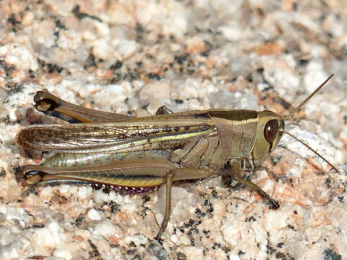 Un ortottero invernale: Eyprepocnemis plorans